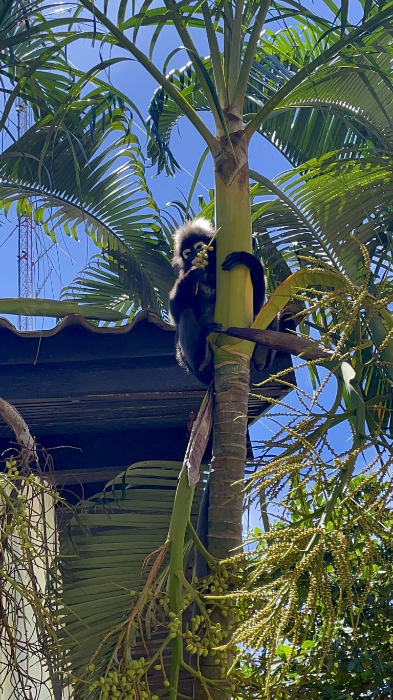 Borneo: Foresta, fiumi e fauna selvatica, per chi cerca il viaggio dentro la natura.